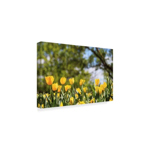 Incredi 'Yellow Tulips' Canvas Art,12x19